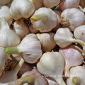 Buy Organic Culinary Garlic Low Price